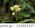 シロバナキンラン 132401425