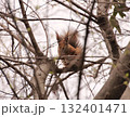キタリス 132401471