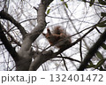 キタリス 132401472