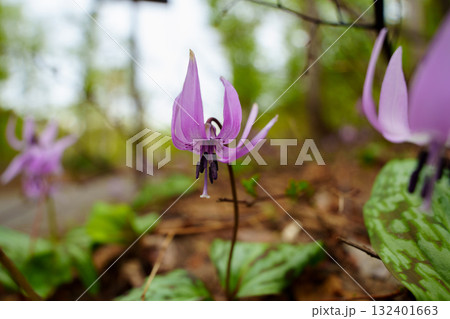 250510津南町見倉かたくりの花 250510津南町見倉かたくりの花 132401663