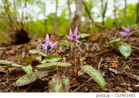 250510津南町見倉かたくりの花 250510津南町見倉かたくりの花 132401665