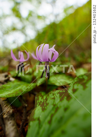 250510津南町見倉かたくりの花 132401682