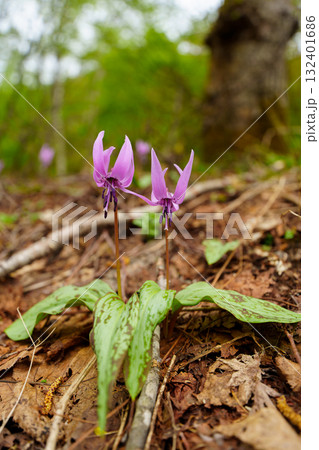 250510津南町見倉かたくりの花 250510津南町見倉かたくりの花 132401686