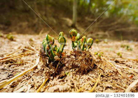 250510津南町見倉ぜんまい 132401696