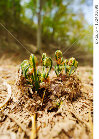 250510津南町見倉ぜんまい 132401698