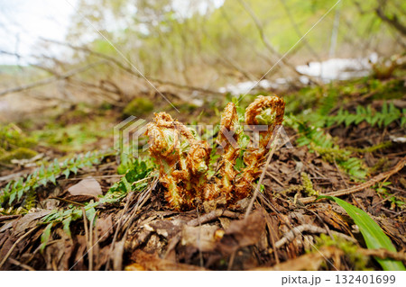 250510津南町見倉ぜんまい 250510津南町見倉ぜんまい 132401699