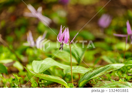 250515津南町見倉かたくりの花 132401881