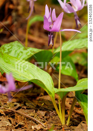 250515津南町見倉かたくりの花 132401886