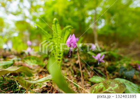 250515津南町見倉かたくりの花 132401895