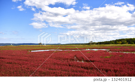 網走市サンゴ草 132401912