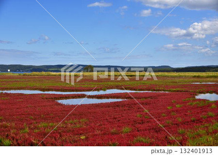 網走市サンゴ草 132401913