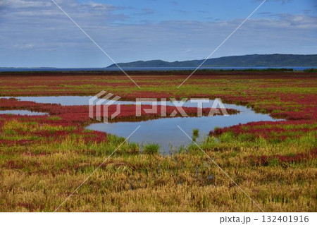 網走市サンゴ草 132401916