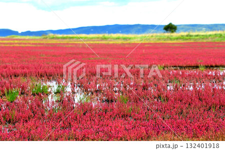 網走市サンゴ草 網走市サンゴ草 132401918