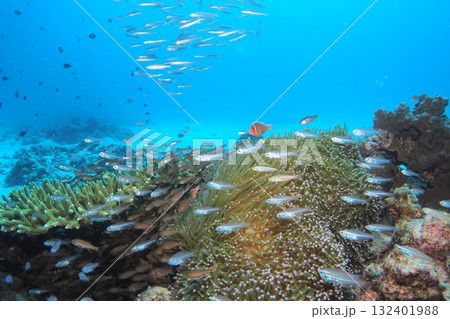 青い海とハナビラクマノミ 水中写真 青い海とハナビラクマノミ 水中写真 132401988