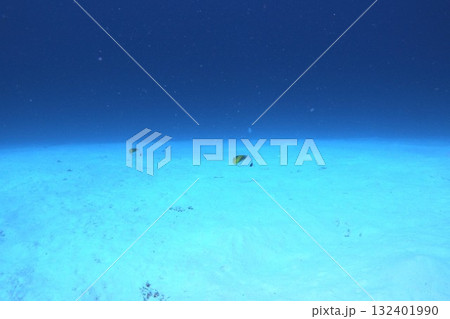 白い砂地にトゲチョウチョウウオのペア　水中写真 132401990