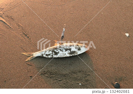 コノシロ　楽しい釣り　趣味 132402081