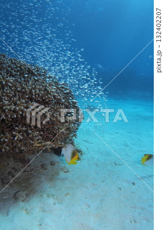 阿嘉島の珊瑚礁に群れる熱帯魚　水中写真 132402207