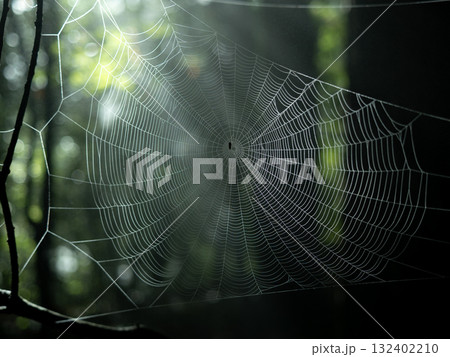 森に差す光と虹色の蜘蛛の巣 森に差す光と虹色の蜘蛛の巣 132402210