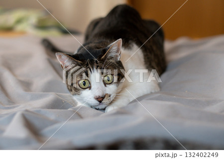 おもちゃで遊ぶ猫 キジトラ猫 おもちゃで遊ぶ猫 キジトラ猫 132402249