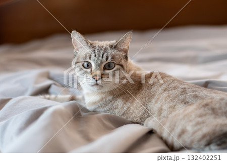 くつろぐ猫 シャムトラ猫 くつろぐ猫 シャムトラ猫 132402251