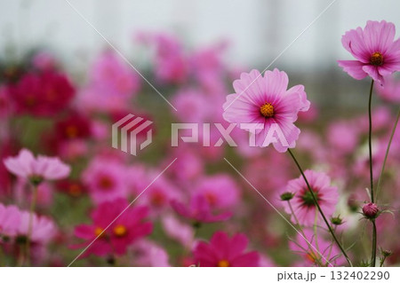 秋の日風に揺れるコスモスの花 穏やかな癒しの風景 秋の日風に揺れるコスモスの花 穏やかな癒しの風景 132402290