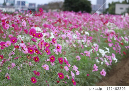 秋の日風に揺れるコスモスの花　穏やかな癒しの風景 132402293