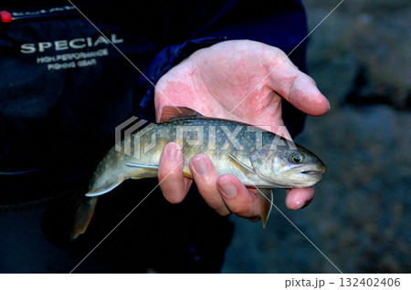 源流で釣った綺麗な岩魚 源流で釣った綺麗な岩魚 132402406