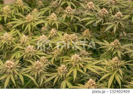 female blossom marijuana SoG Sea of Green net hemp cultivation technique Growing pot indoor bloom stage growth Medical 132402409