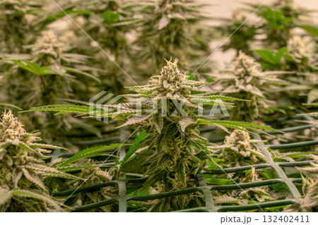 female blossom marijuana SoG Sea of Green net hemp cultivation technique Growing pot indoor bloom stage growth Medical 132402411