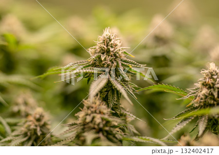 female blossom marijuana SoG Sea of Green net hemp cultivation technique Growing pot indoor bloom stage growth Medical 132402417