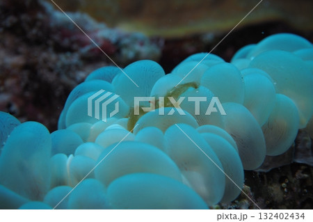 サンゴに潜むミナミクモガニ 水中写真 サンゴに潜むミナミクモガニ 水中写真 132402434