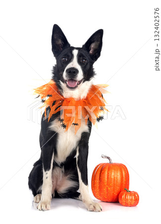 young border collie 132402576
