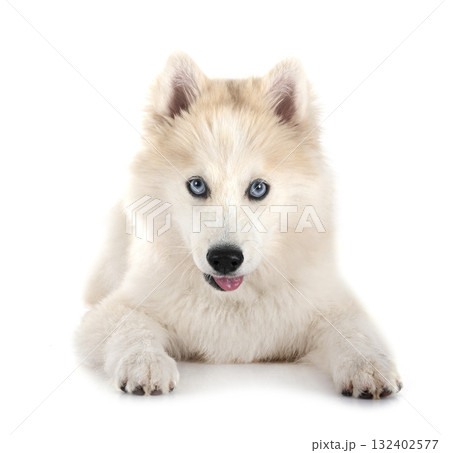 Pomsky in studio 132402577