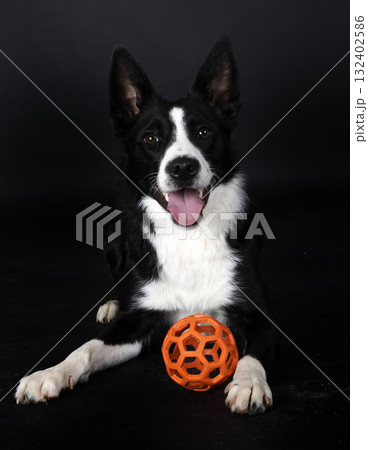 puppy border collie 132402586