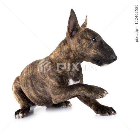 miniature bull terrier in studio 132402589