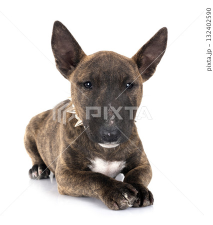 miniature bull terrier in studio 132402590