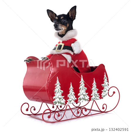 miniature pinscher in studio miniature pinscher in studio 132402591