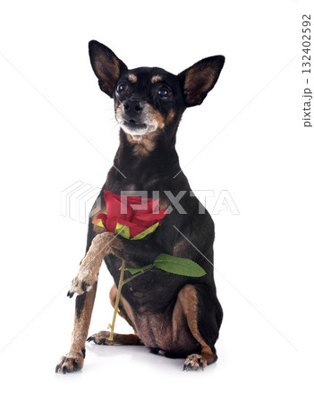 miniature pinscher in studio miniature pinscher in studio 132402592