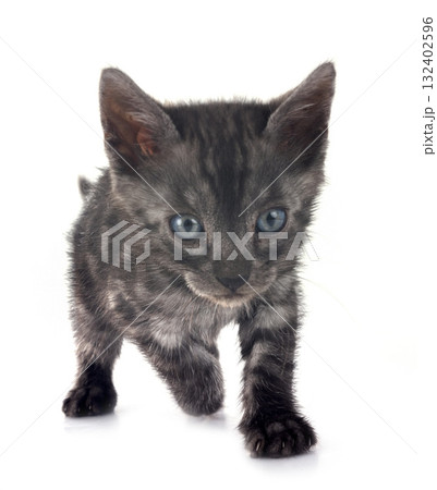 bengal kitten in studio bengal kitten in studio 132402596