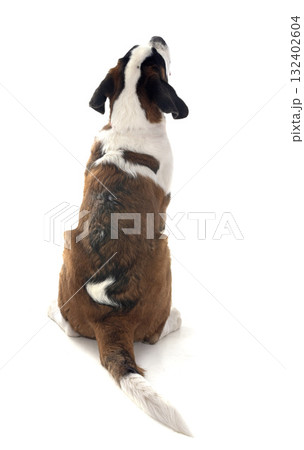 saint bernard in studio saint bernard in studio 132402604