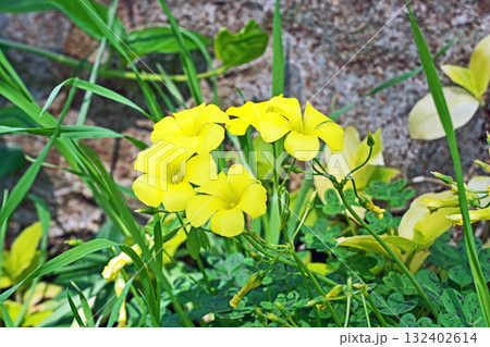 黄色いオオキバナカタバミの花（春、四月） 132402614