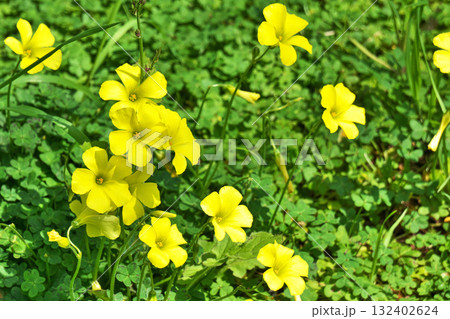 黄色いオオキバナカタバミの花(春、四月) 黄色いオオキバナカタバミの花(春、四月) 132402624