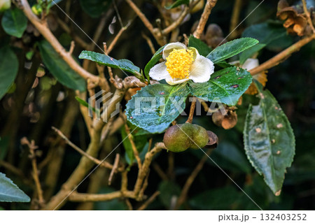 Tea flowers bloomed in the tea gardens Tea flowers bloomed in the tea gardens 132403252