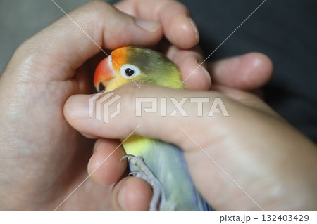 インコ オウム いんこ 132403429