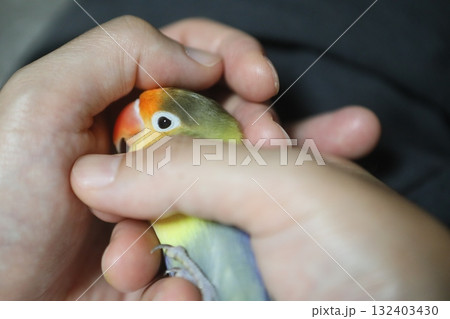 インコ オウム いんこ 132403430
