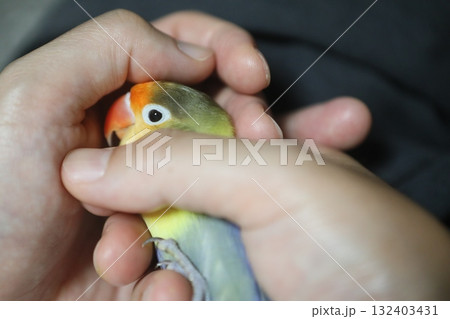 インコ オウム いんこ 132403431