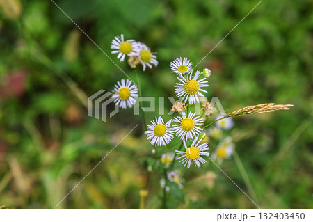 yellow daisies blooming in winter 132403450