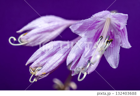 Purple Passion Hosta Bloom Against a Monochromatic Background 132403688
