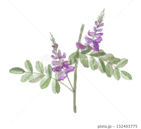 水彩で描いたタイワンコマツナギ 台湾駒繋 水彩で描いたタイワンコマツナギ 台湾駒繋 132403775