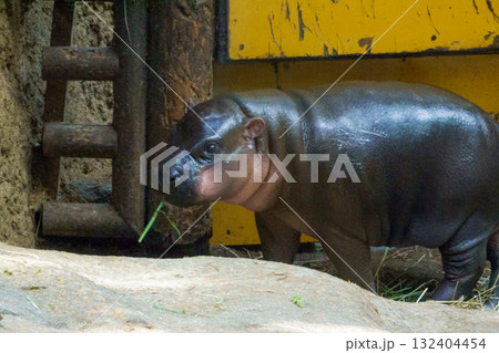 神戸どうぶつ王国のコビトカバの赤ちゃん 132404454